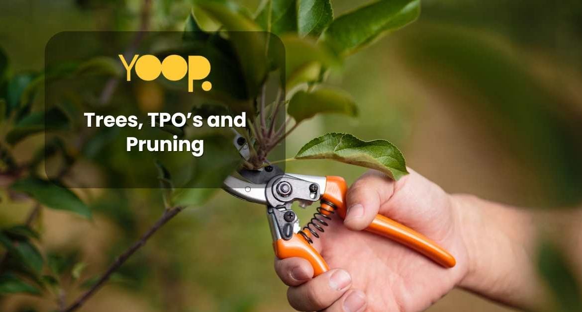 Trees, TPO’s and Pruning